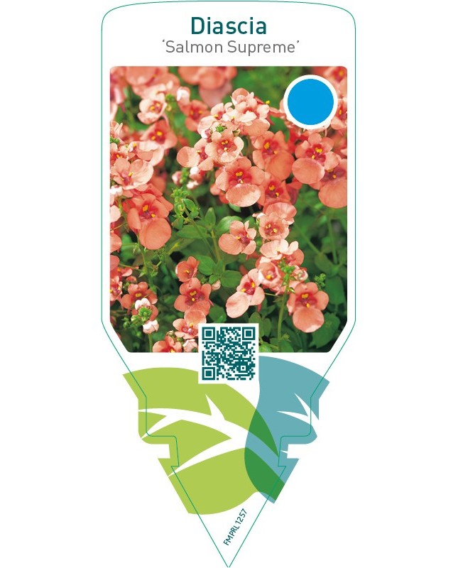 Diascia ‘Salmon Supreme’