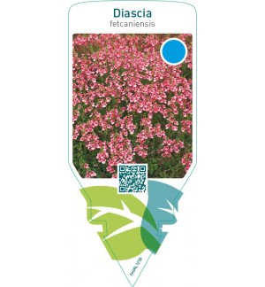 Diascia fetcaniensis