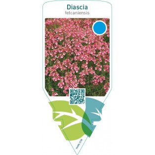 Diascia fetcaniensis