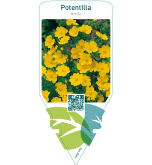 Potentilla recta  yellow