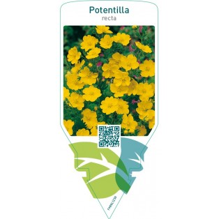 Potentilla recta  yellow