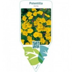 Potentilla recta  yellow