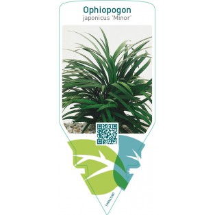 Ophiopogon japonicus ‘Minor’