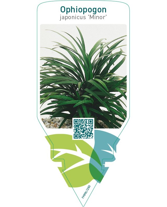 Ophiopogon japonicus ‘Minor’