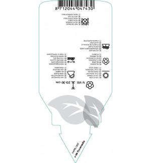 Etichette di Ophiopogon japonicus ‘Minor’ *