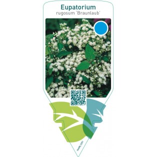 Eupatorium rugosum ‘Braunlaub’