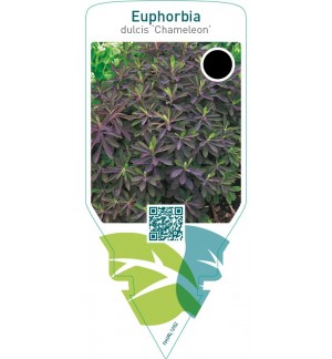 Euphorbia dulcis ‘Chameleon’