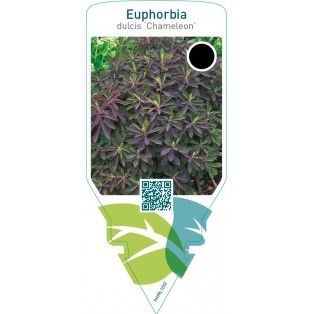 Euphorbia dulcis ‘Chameleon’