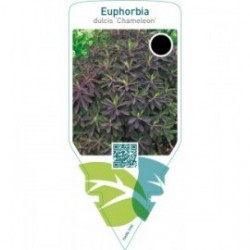 Euphorbia dulcis ‘Chameleon’