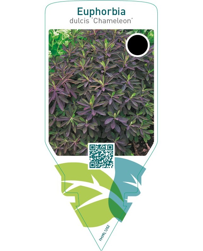 Euphorbia dulcis ‘Chameleon’