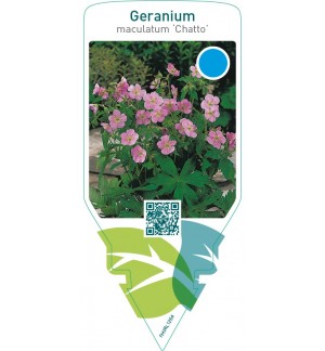 Geranium maculatum ‘Chatto’