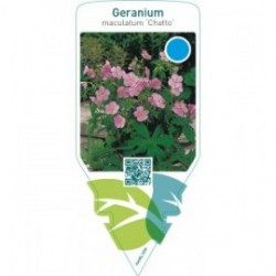 Geranium maculatum ‘Chatto’