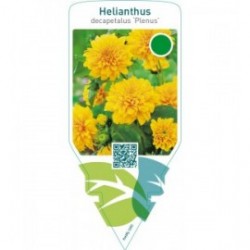 Helianthus decapetalus ‘Plenus’