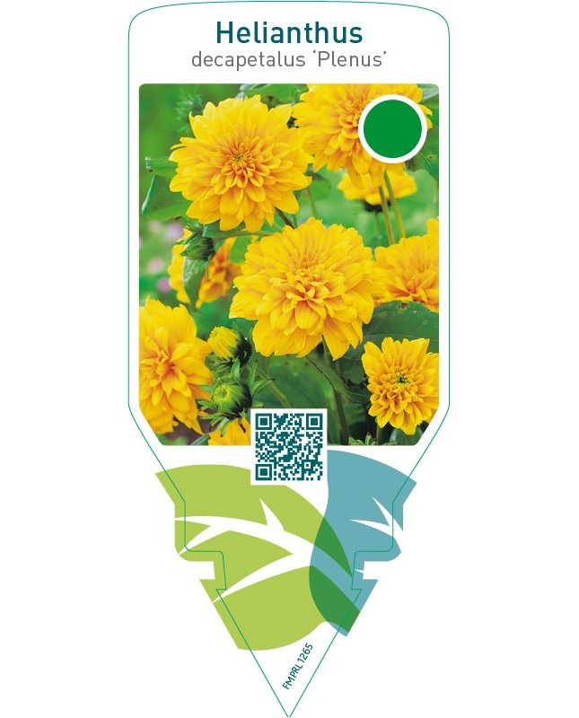 Helianthus decapetalus ‘Plenus’