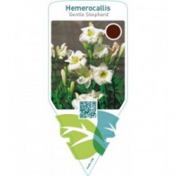 Hemerocallis ‘Gentle Shepherd’