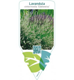 Lavandula xintermedia ‘Edelweiss