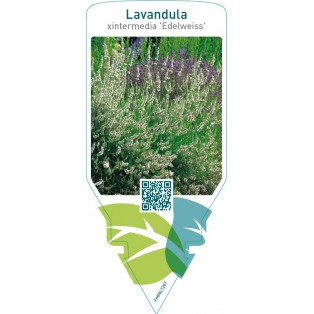 Lavandula xintermedia ‘Edelweiss
