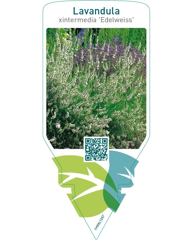 Lavandula xintermedia ‘Edelweiss