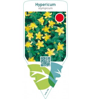 Hypericum olympicum