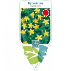 Hypericum olympicum