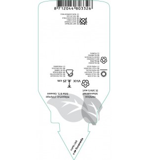 Etichette di Hypericum olympicum *