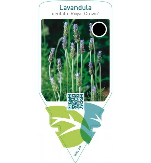 Lavandula dentata ‘Royal Crown’