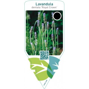 Lavandula dentata ‘Royal Crown’