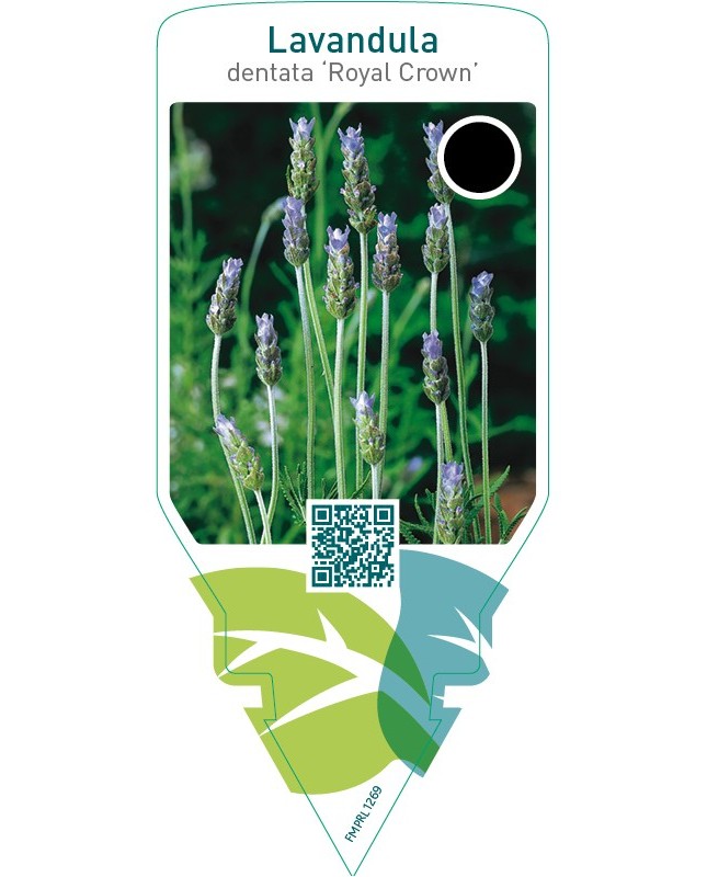Lavandula dentata ‘Royal Crown’