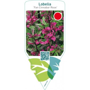 Lobelia ‘Fan Cinnabar Rose’