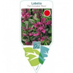Lobelia ‘Fan Cinnabar Rose’