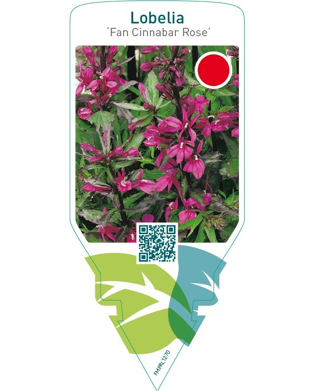 Lobelia ‘Fan Cinnabar Rose’