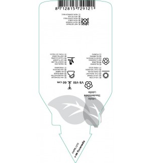 Etichette di Lobelia ‘Fan Cinnabar Rose’ *