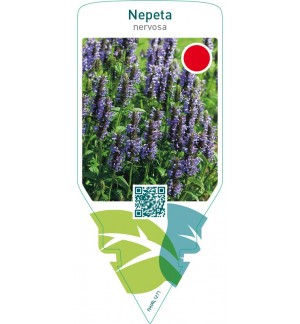 Nepeta nervosa