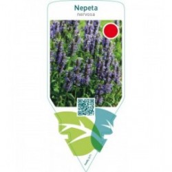 Nepeta nervosa