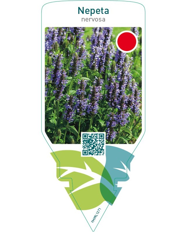 Nepeta nervosa