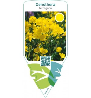 Oenothera tetragona