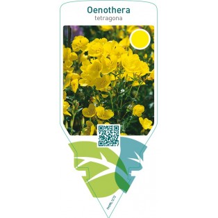 Oenothera tetragona