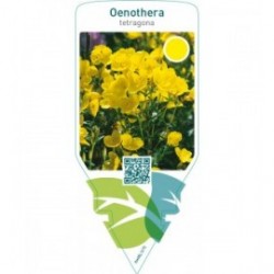 Oenothera tetragona