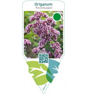 Origanum ‘Rosenkuppel’