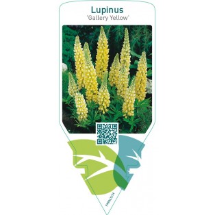 Lupinus ‘Gallery Yellow’  yellow