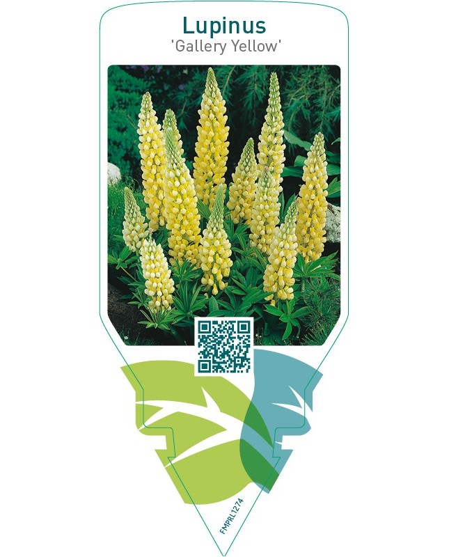 Lupinus ‘Gallery Yellow’  yellow