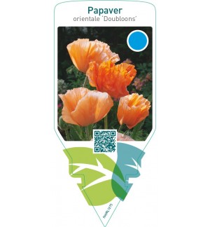 Papaver orientale ‘Doubloons’