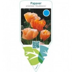 Papaver orientale ‘Doubloons’
