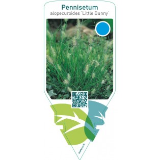 Pennisetum alopecuroides ‘Little Bunny’