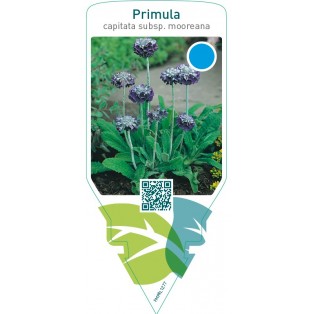 Primula capitata subsp. Mooreana