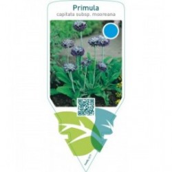 Primula capitata subsp. Mooreana