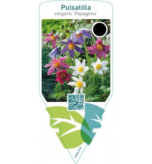 Pulsatilla vulgaris ‘Papageno’