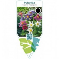 Pulsatilla vulgaris ‘Papageno’