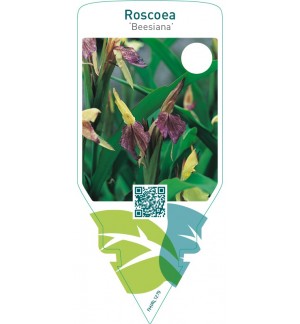 Roscoea ‘Beesiana’