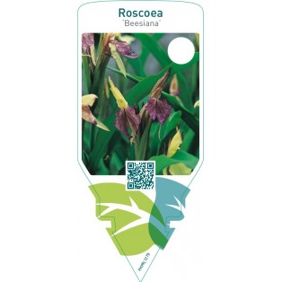 Roscoea ‘Beesiana’